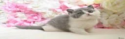 British Shorthair cats for sale: GCCF British Shorthair blue bi colour girl - Advert 6