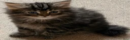Persian cats for sale: Beautiful Persian Cross Kittens - 4 little ladies - Advert 22