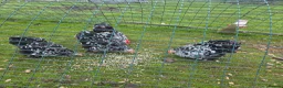 Chickens poultry for sale: 6 x Mottled Pekin Hatching eggs in Hexham - Advert 1