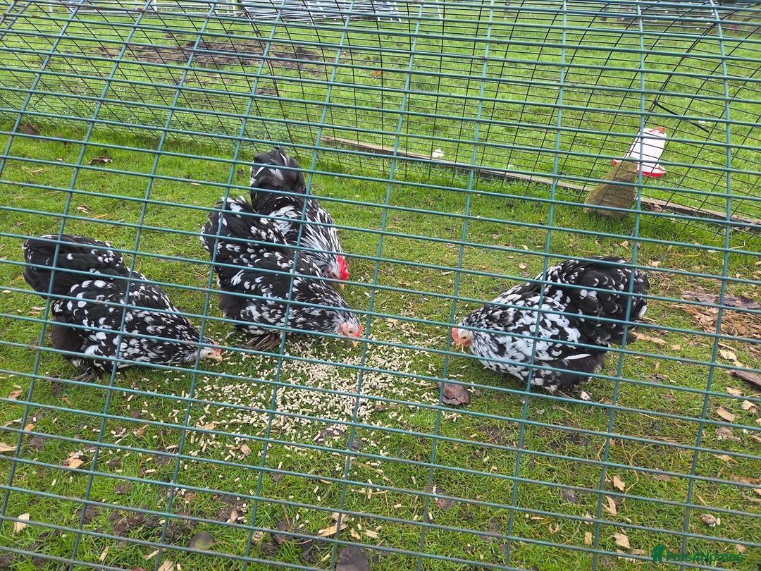 Chickens poultry for sale: 6 x Mottled Pekin Hatching eggs in Hexham - Advert 1
