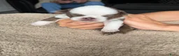 Pug dogs for sale: pug puppies  - Advert 8