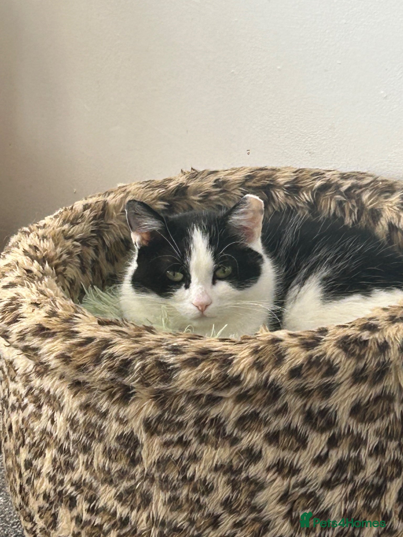 Mixed Breed cats Male kitten  - Advert 1