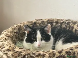 Mixed Breed cats Male kitten - Advert 1