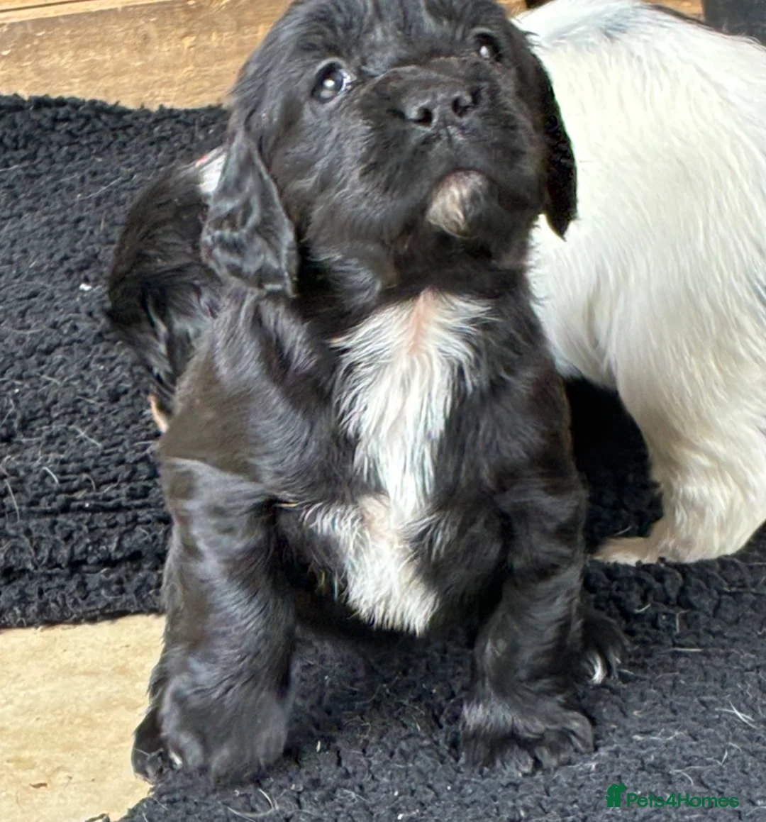 Sprocker dogs for sale: F1 Health Tested Sprocker Puppies - Advert 2