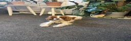Cavalier King Charles Spaniel dogs for sale: Coco cavalier King Charles  - Advert 9