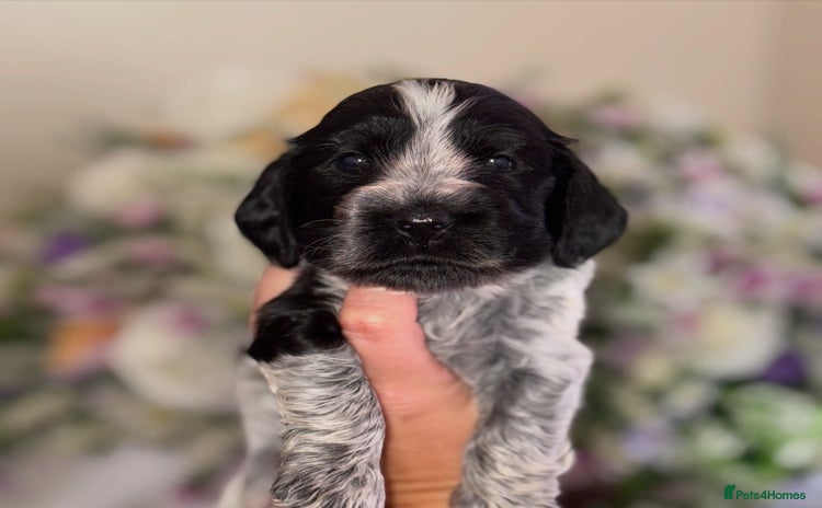 Cocker Spaniel dogs - Advert 5
