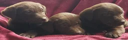 Labrador Retriever dogs for sale: Beautiful Labrador puppies available to reserve  in Lampeter - Advert 4