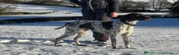 German Shorthaired Pointer dogs for sale: GSP Puppies in Aberdare - Advert 17