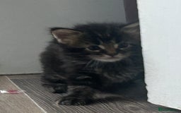 Maine Coon cats for sale: Pure bred Maine coon kittens. 4 males  - Image 14