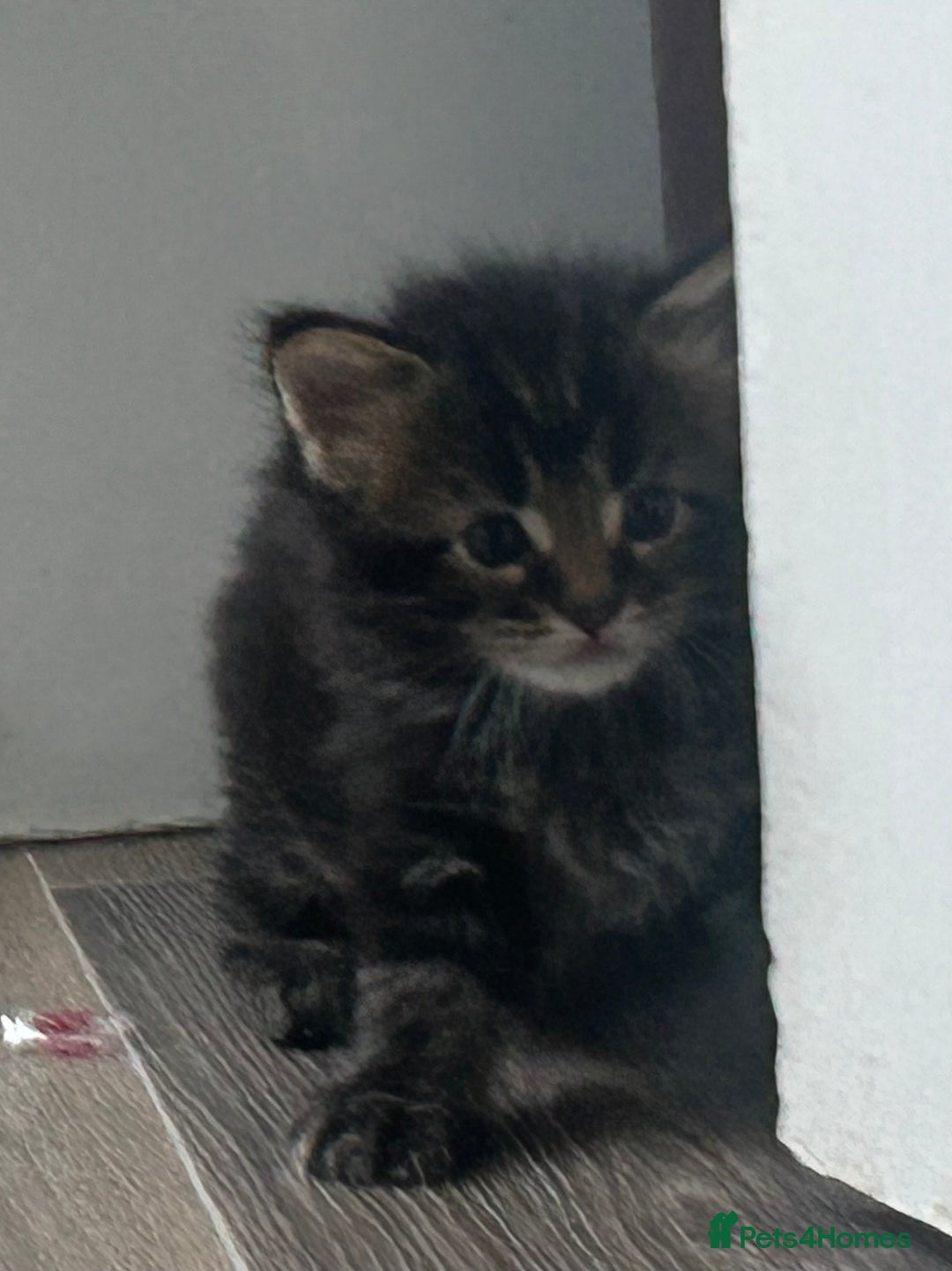 Maine Coon cats for sale: Pure bred Maine coon kittens. 4 males  - Image 14