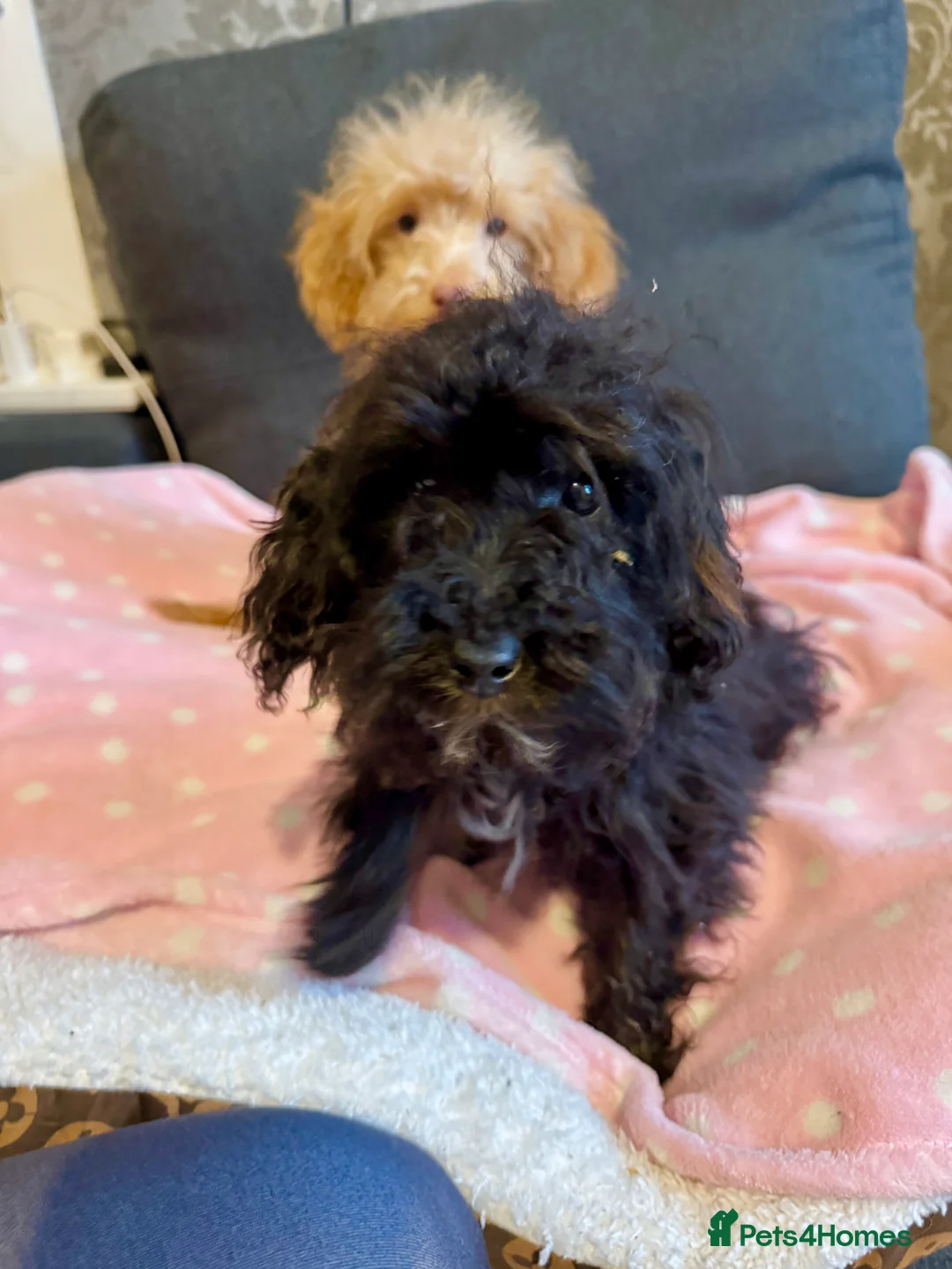 Cockapoo dogs for sale: Poodle  - Advert 3