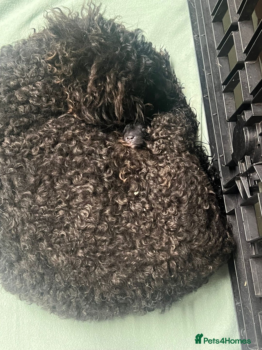 Cockapoo dogs for sale: Ready now Stunning cockatoo little girl  - Advert 2