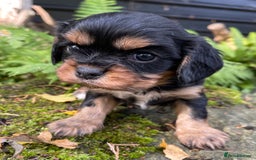 Cavalier King Charles Spaniel dogs for sale: Stunning KC registered Cavalier puppies  - Image 7