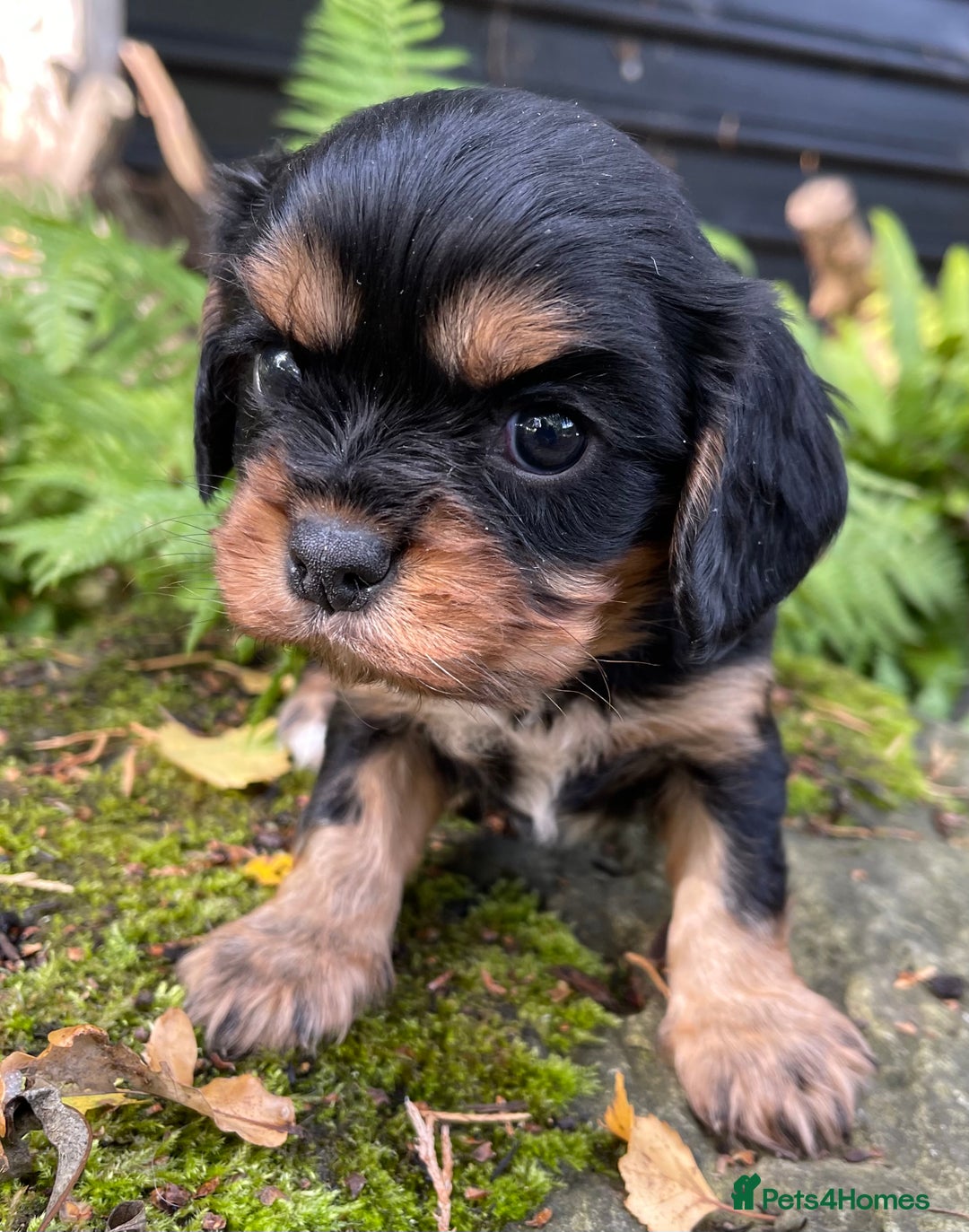 Cavalier King Charles Spaniel dogs for sale: Stunning KC registered Cavalier puppies  - Image 7