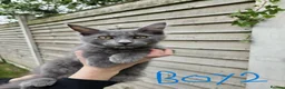 Maine Coon cats for sale: GCCF Blue Maine Coon litter ready to go - Advert 6