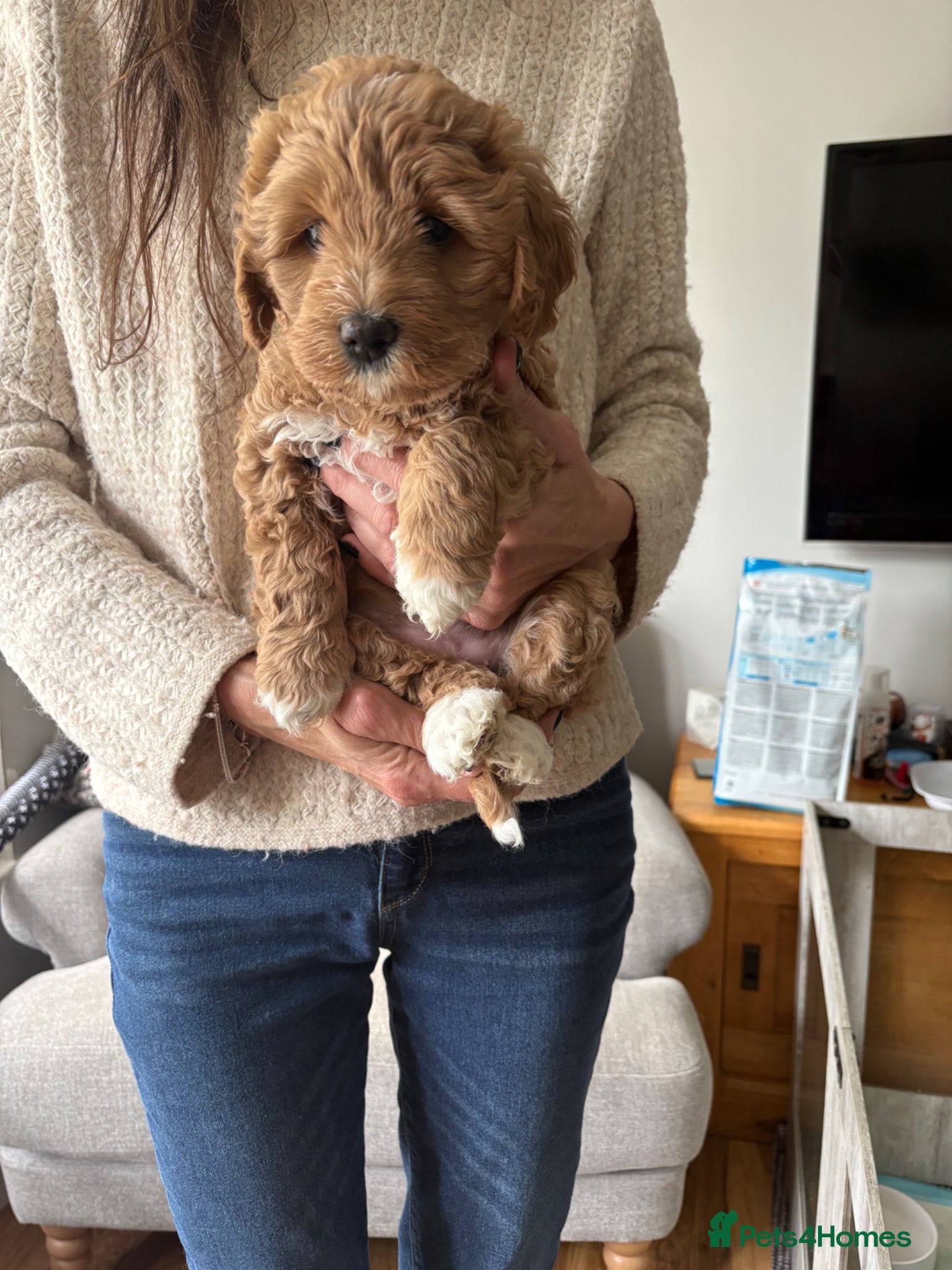 Australian Labradoodle dogs Beautiful Australian Labradoodle Puppies - Advert 3