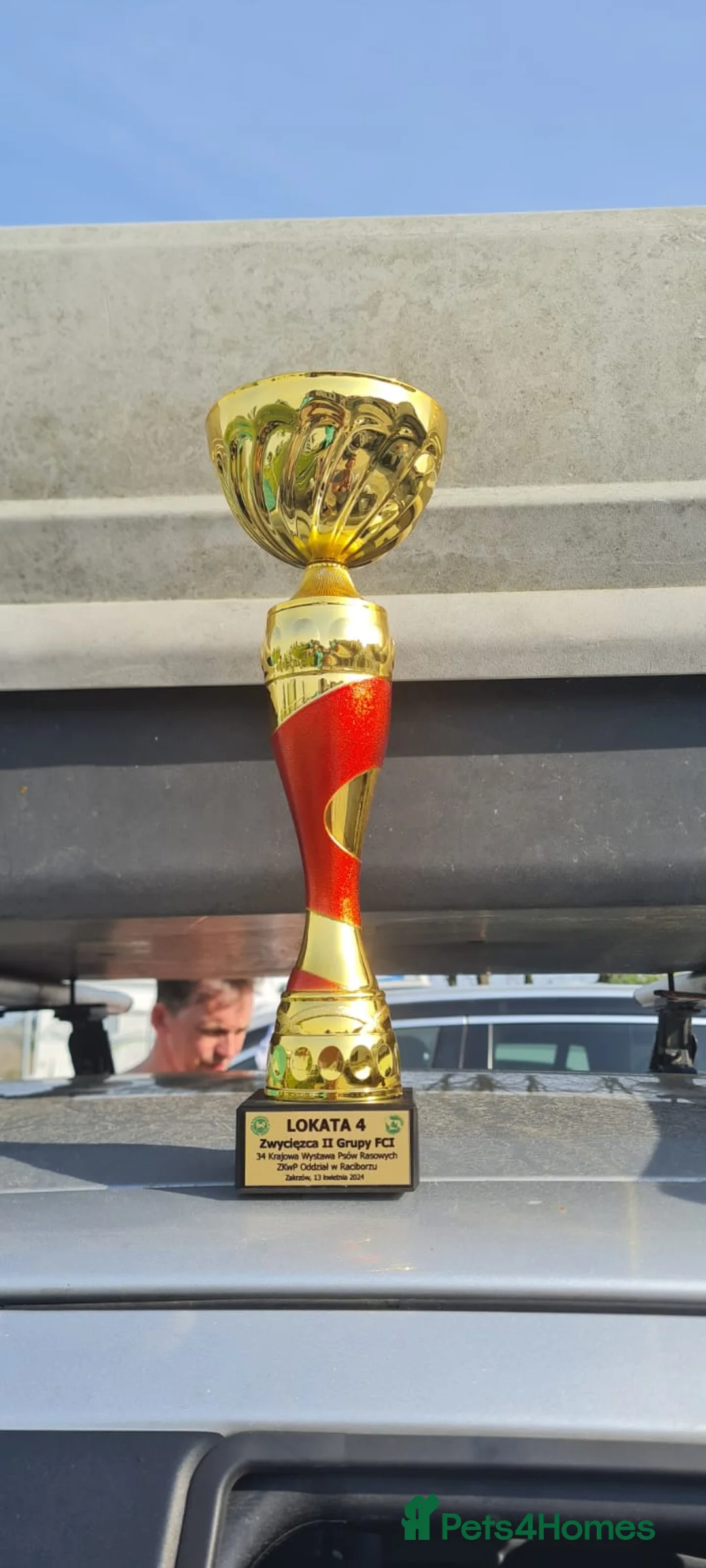 Miniature Schnauzer dogs for stud: Junior Champion of Poland 2024 in Preston - Advert 6