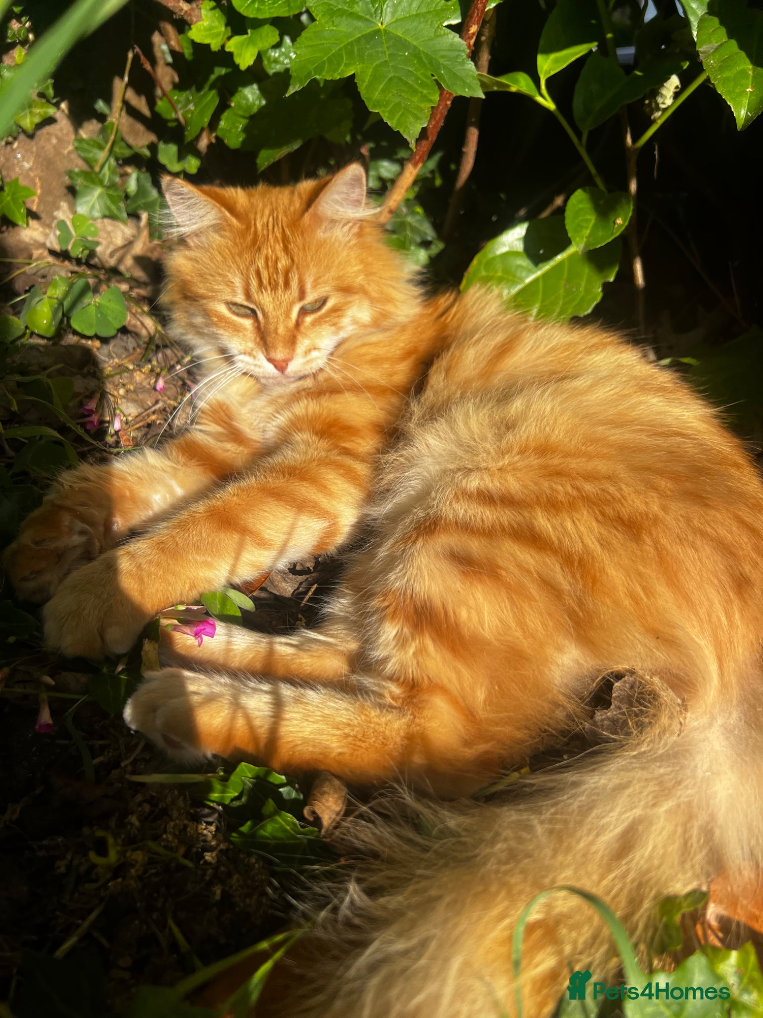 Mixed Breed cats for sale: Siberian Mix kittens - Advert 1