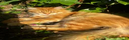 Mixed Breed cats for sale: Siberian Mix kittens - Advert 1