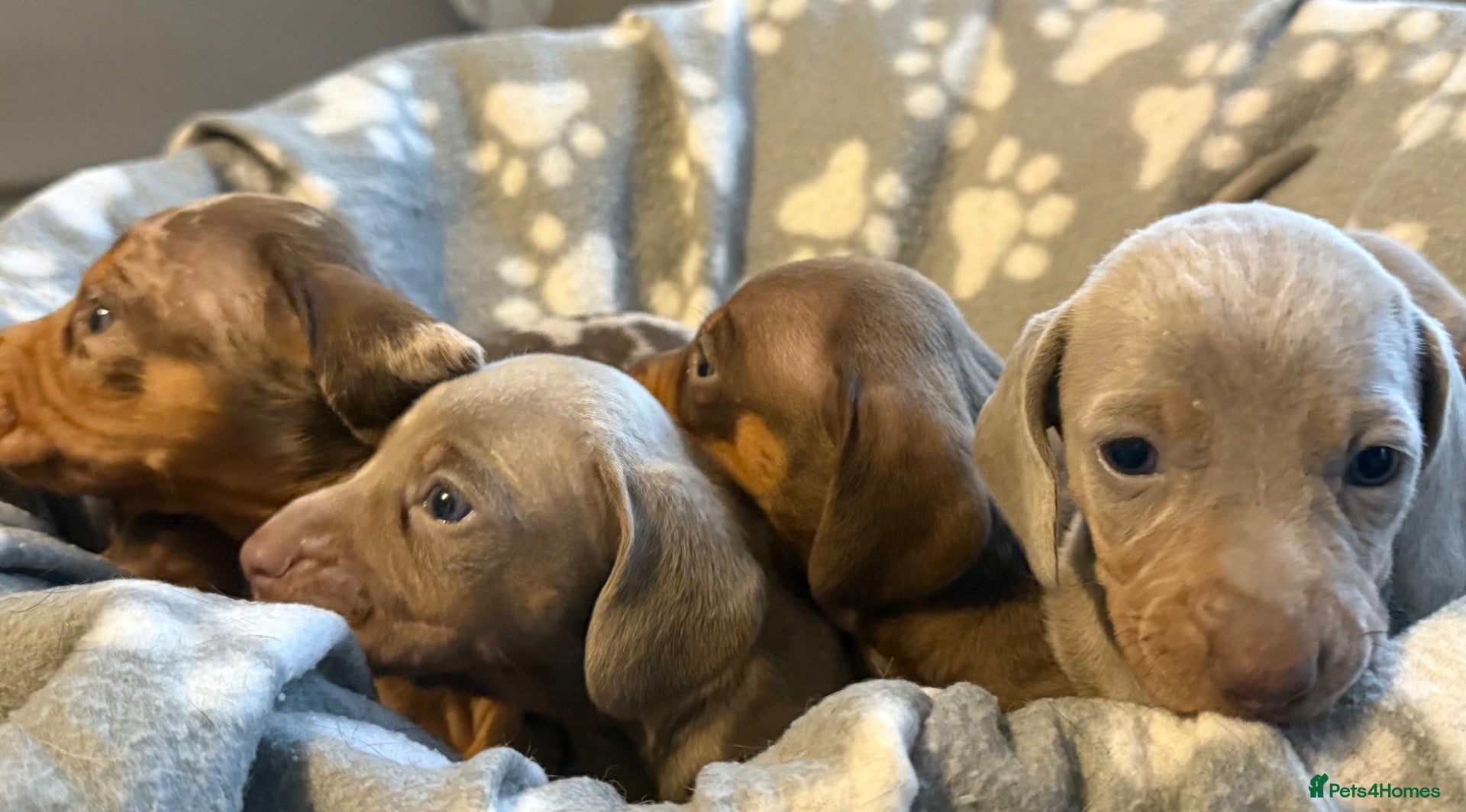Miniature Dachshund dogs BEAUTIFUL DACHSHUND PUPPIES! - Advert 2