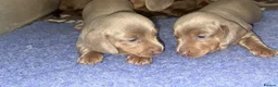 Miniature Dachshund dogs for sale: LILAC KC REGISTERED MINATURE DACHSHUND PUPPIES  - Advert 3