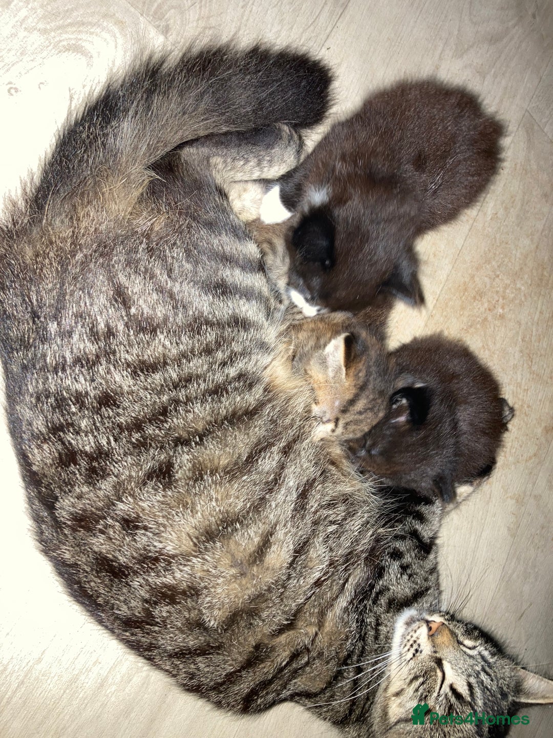 British Shorthair cats for sale: Kittens  - Image 10