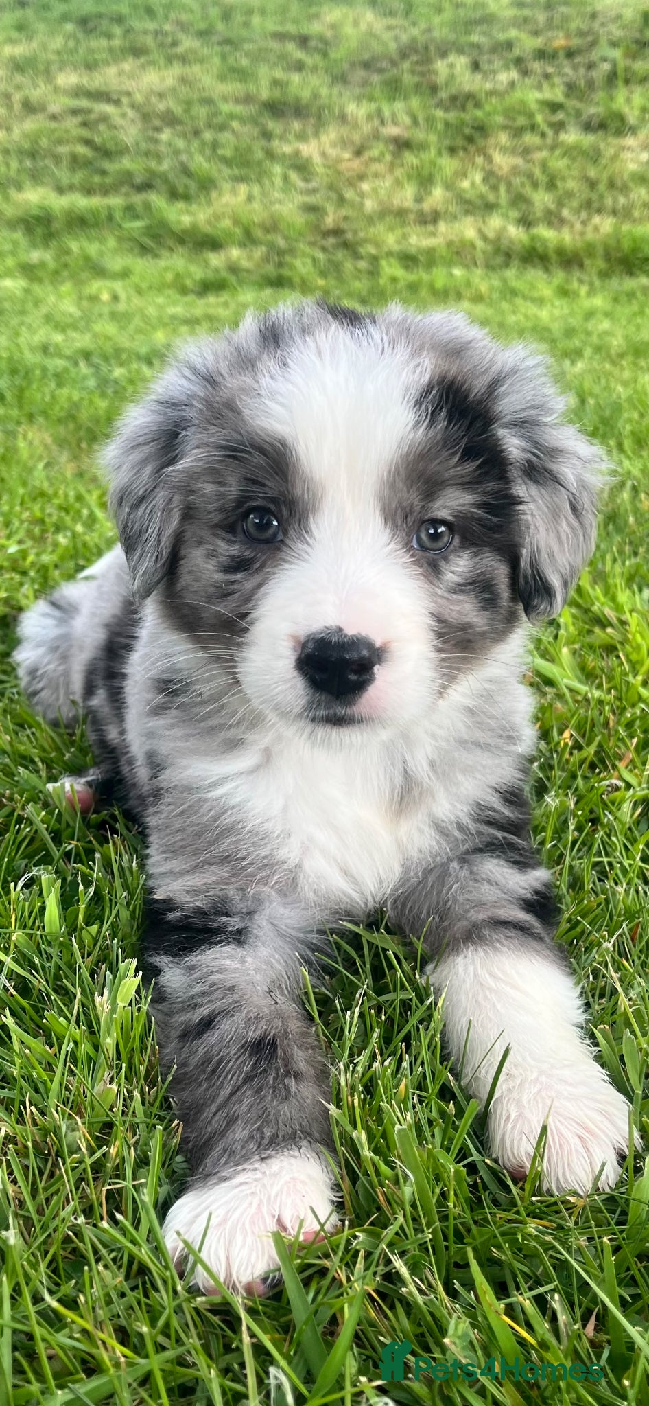 Mixed Breed dogs Stunning bordernese pups  - Advert 15