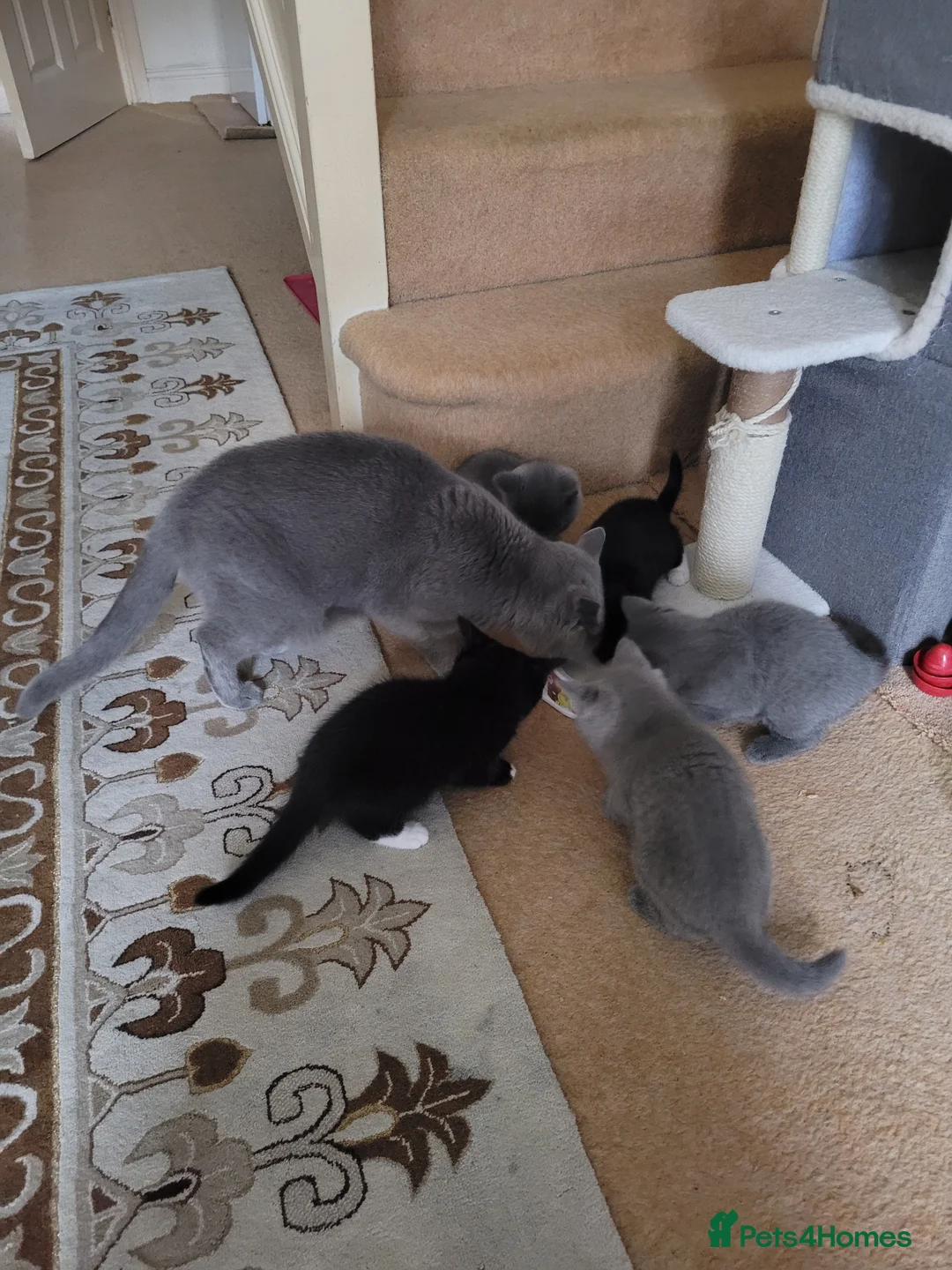British Shorthair cats for sale: British Shorthair Mixed Litter - Advert 5