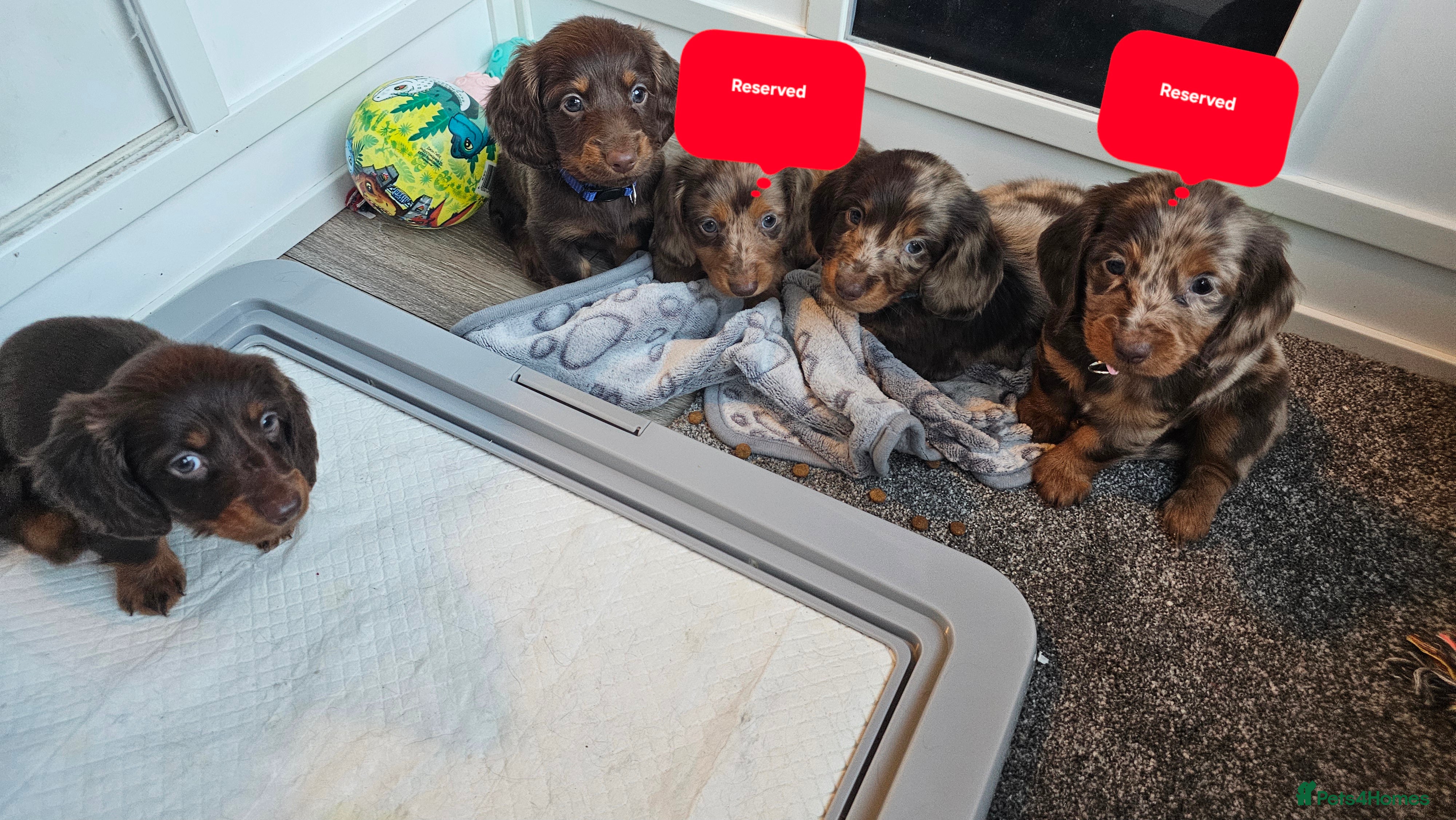 Miniature Dachshund dogs Miniature Dachshund Long Haired  - Advert 16