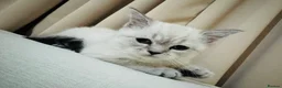 British Shorthair cats for sale: Gorgeous British Shorthair Chinchilla Female Kitte - Advert 2
