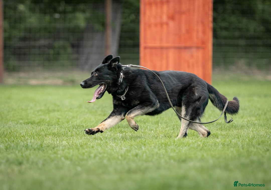 German Shepherd dogs for sale: 🌟Stunning KC Registered German Shepherd Pups🌟 - Image 16