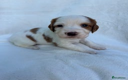 Cocker Spaniel dogs for sale: Beautiful kc registered cockerspaniel puppies  - Image 9