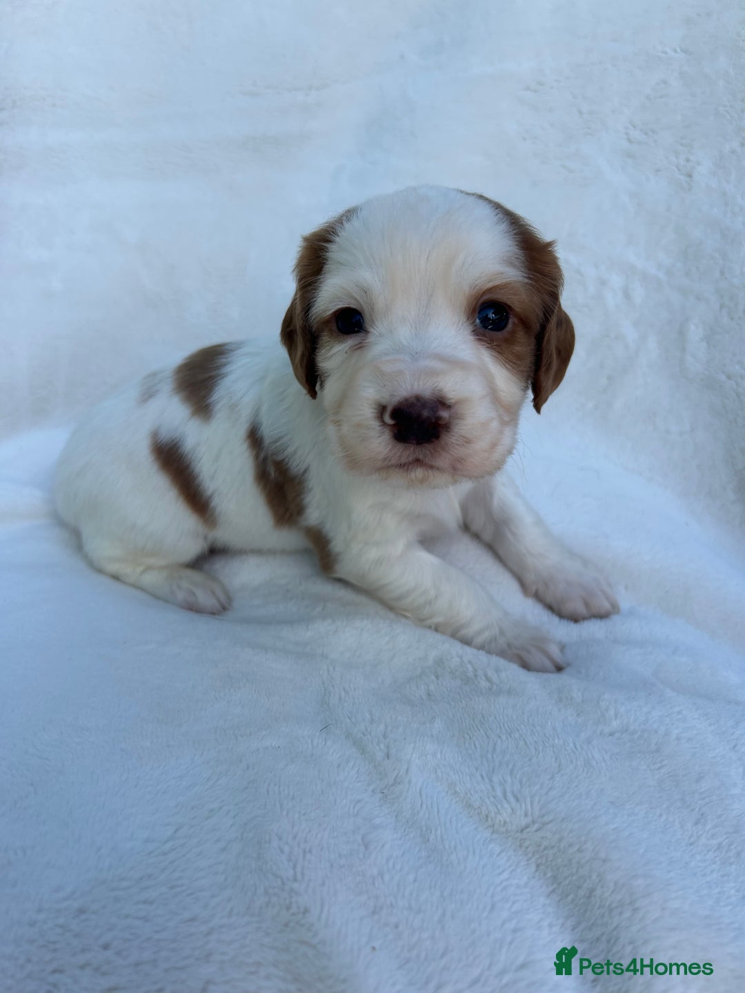 Cocker Spaniel dogs for sale: Beautiful kc registered cockerspaniel puppies  - Image 9