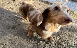 Miniature Dachshund dogs for sale: KC Reg Miniature Dachshund Long Haired Female - Image 7
