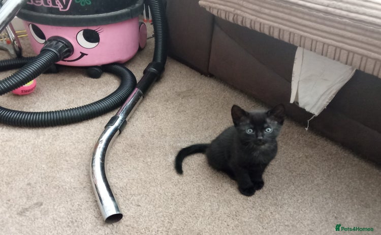 Mixed Breed cats - Advert 16