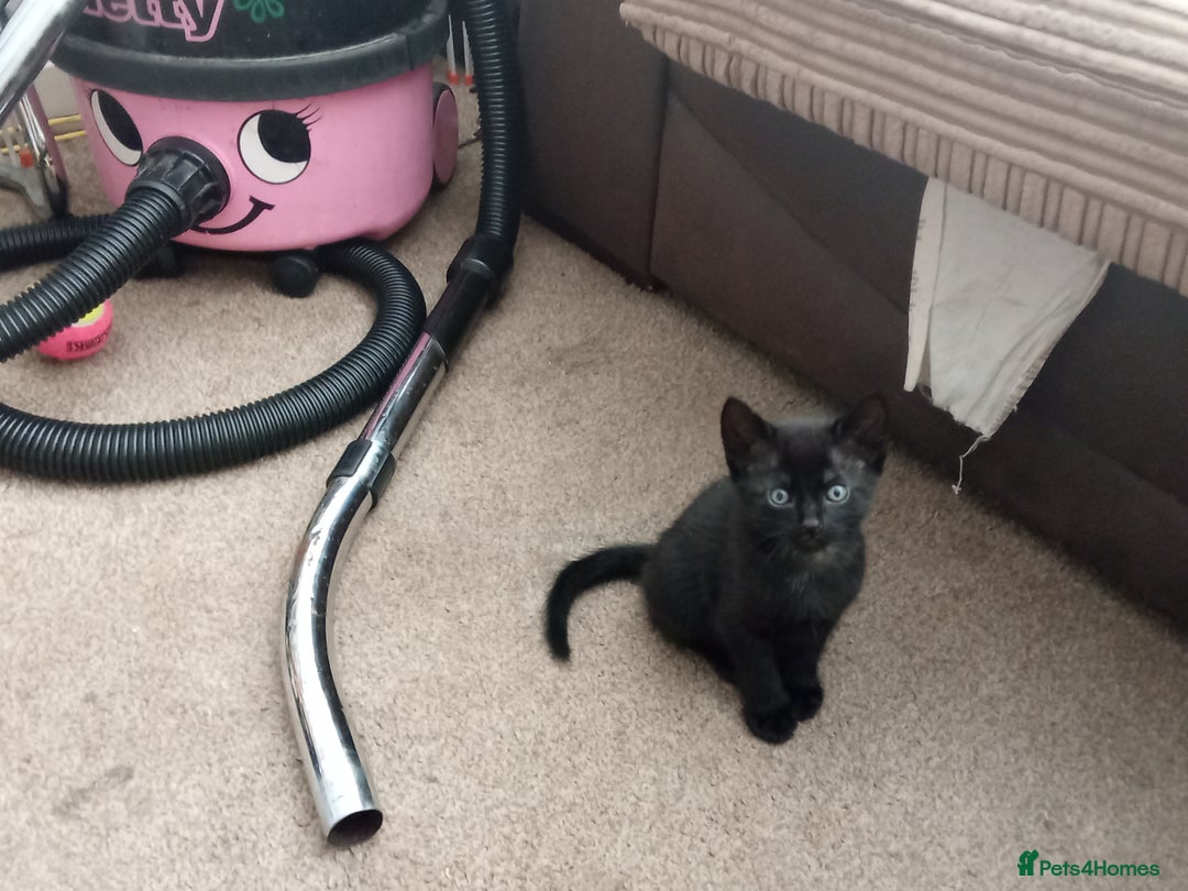 Mixed Breed cats for sale: 5 kittens ready to leave today  - Advert 1