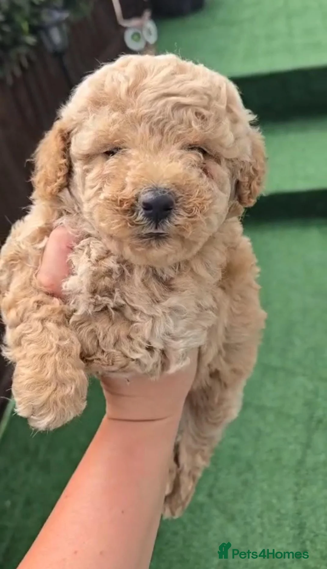 Toy Poodle dogs for sale: Toy poodles - Advert 6
