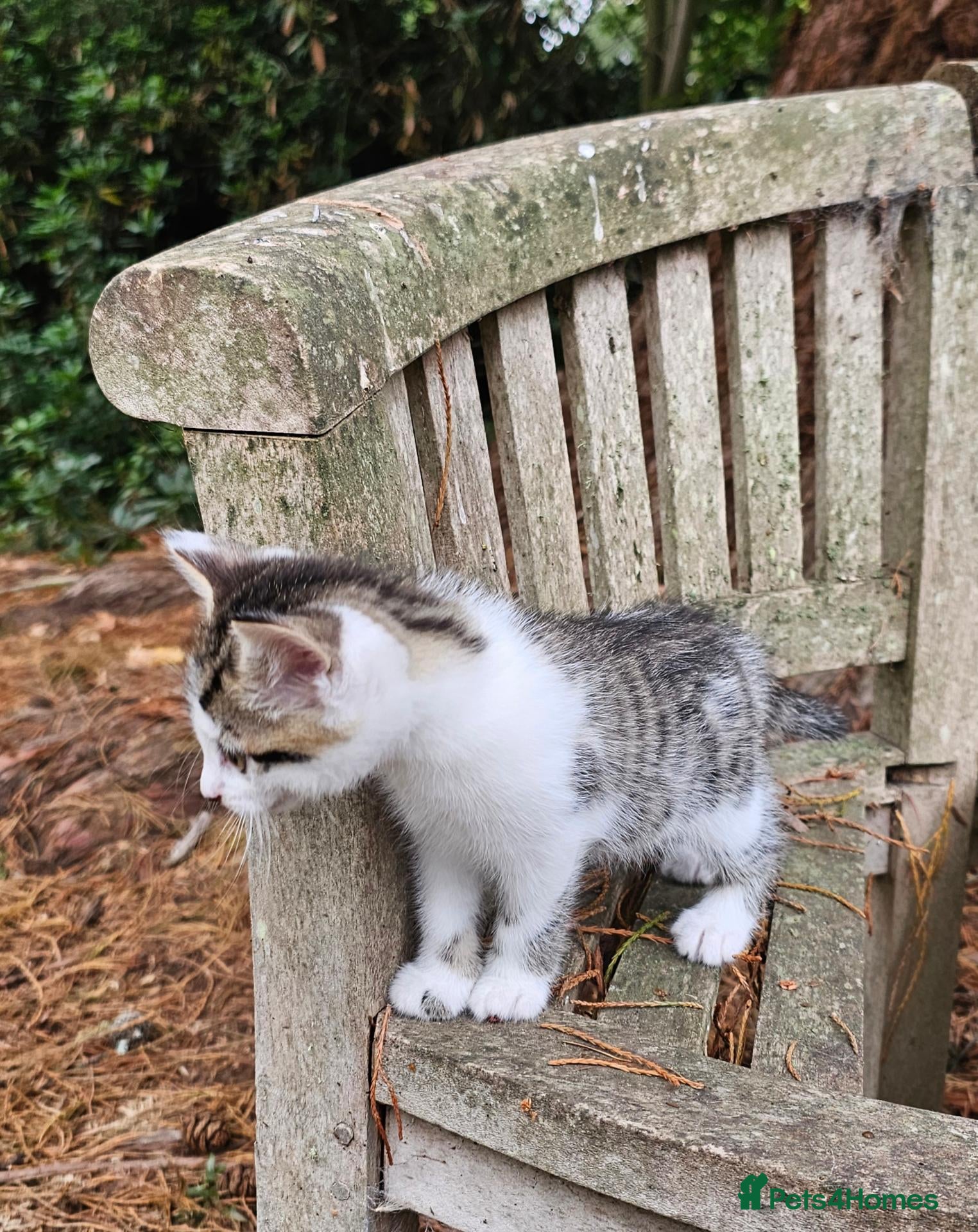 Mixed Breed cats Gorgeous Kittens for Sale - Ready 23rd Sept - Advert 11