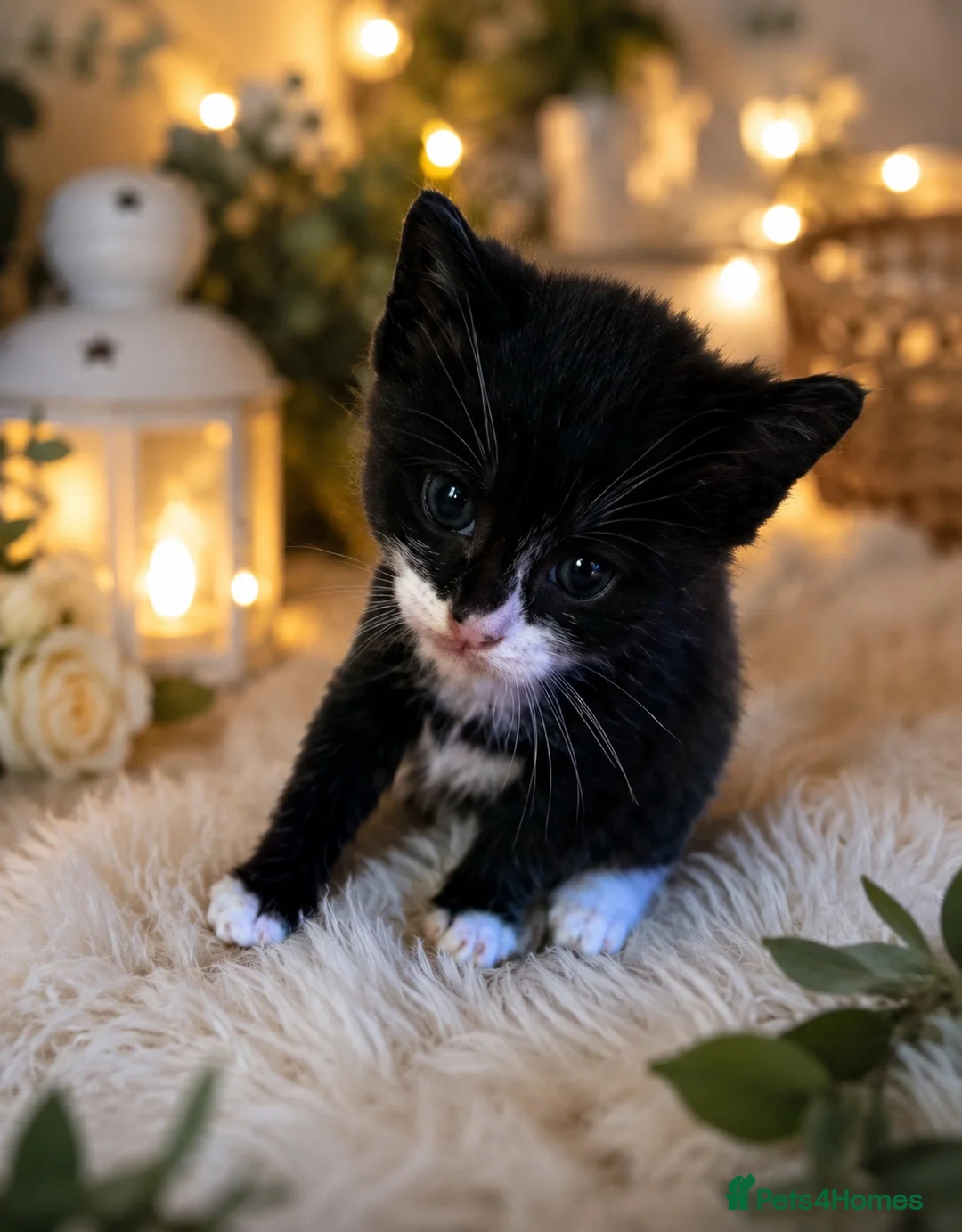 Mixed Breed cats for sale: 🐾 MEET OUR BEAUTIFUL KITTEN FAMILY 🐾 - Advert 2