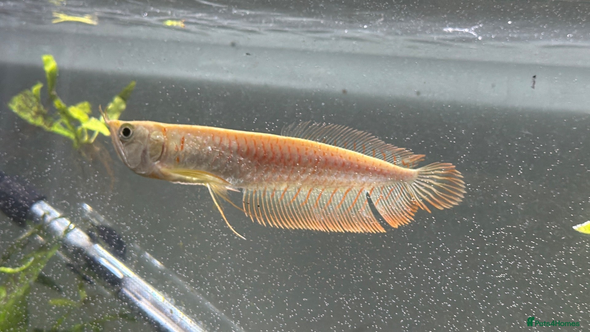 Other/Mixed Breed fish Silver arowana - Advert 1