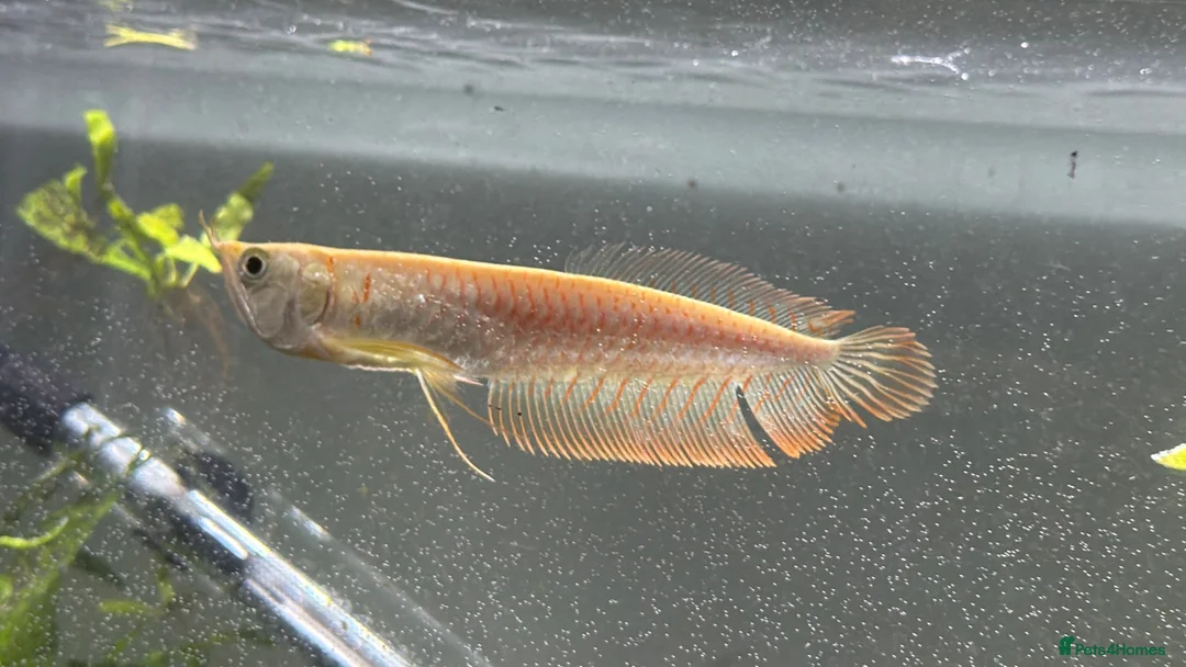 Other/Mixed Breed fish for sale: Silver arowana - Advert 1