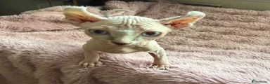 Sphynx elf 