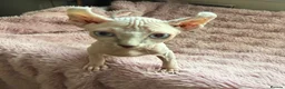 Sphynx cats for sale: Elf Sphynx boy in Ulverston - Advert 5