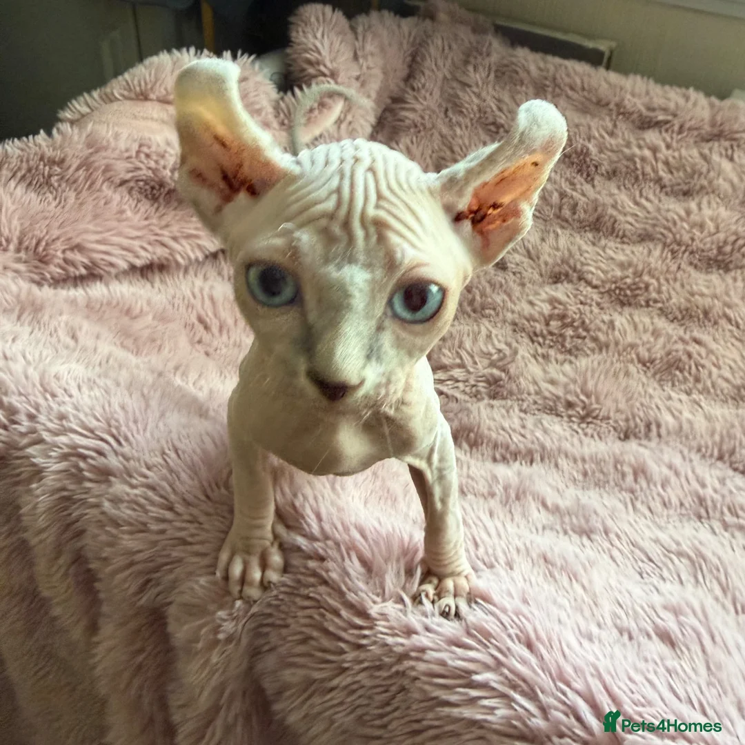 Sphynx cats for sale: Elf Sphynx boy !!Ready now!! - Advert 1
