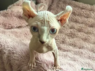 Sphynx cats Elf Sphynx boy !!Ready now!! - Advert 1