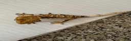 Gecko reptiles for sale: Crested Geckos  - Advert 18