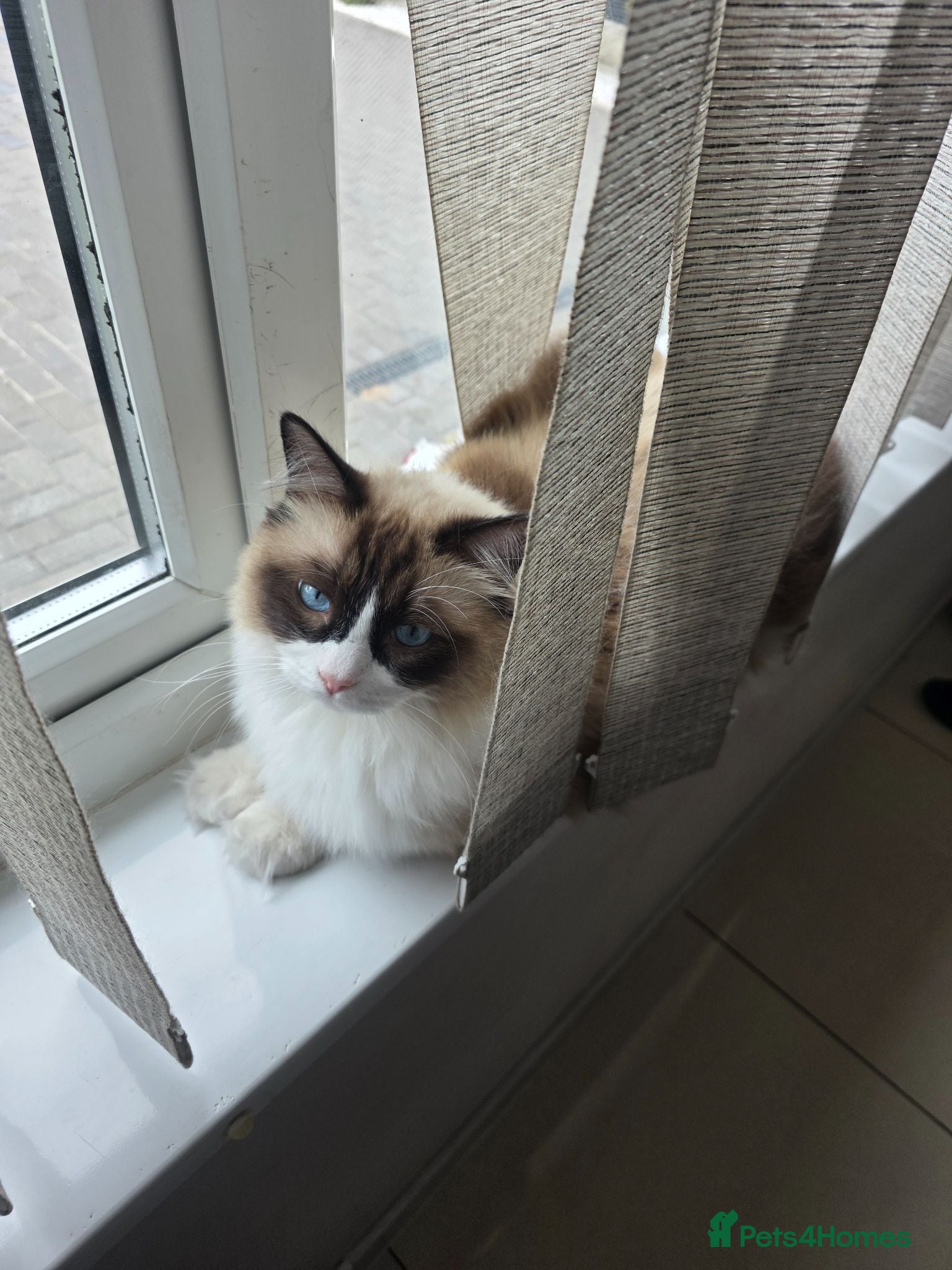 Ragdoll cats Ragdoll - Advert 1