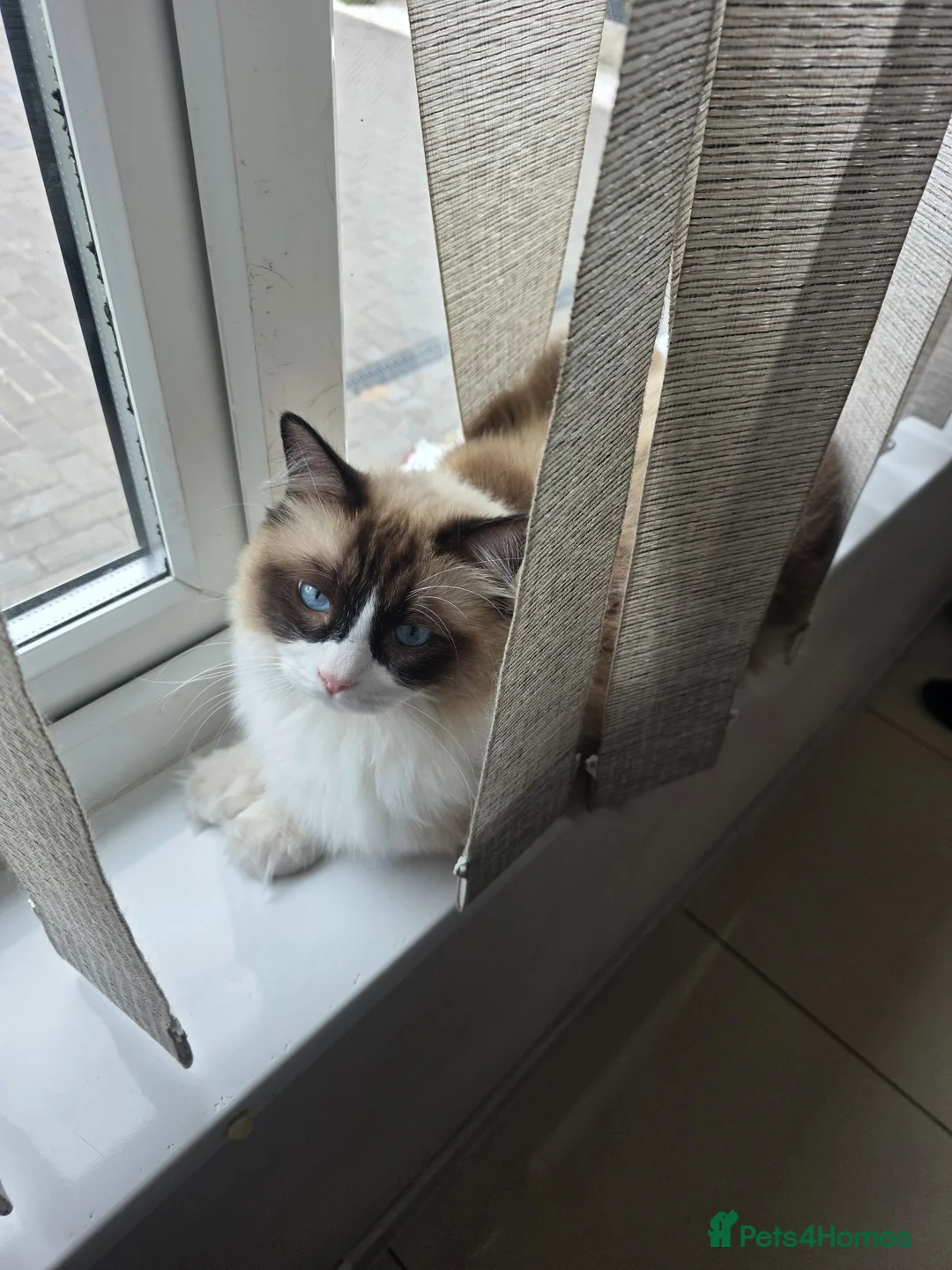 Ragdoll cats for sale: Ragdoll - Advert 1
