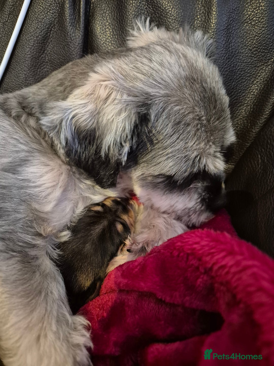 Mixed Breed dogs for sale: 1 boy available  - Advert 8