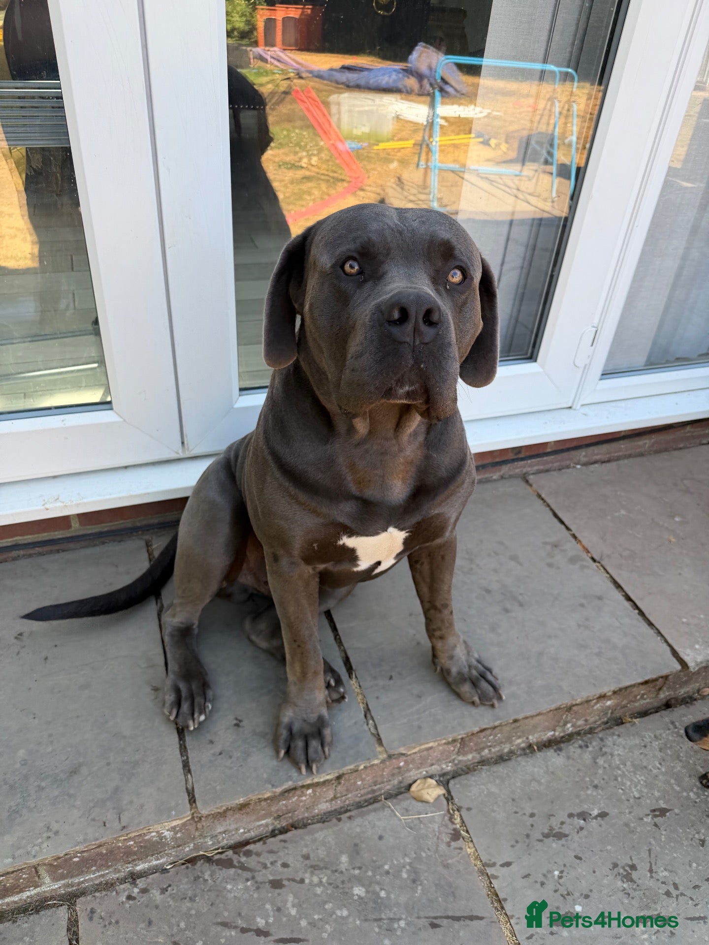 Boerboel dogs 2 year old Boer boel bull mastiff  - Advert 4